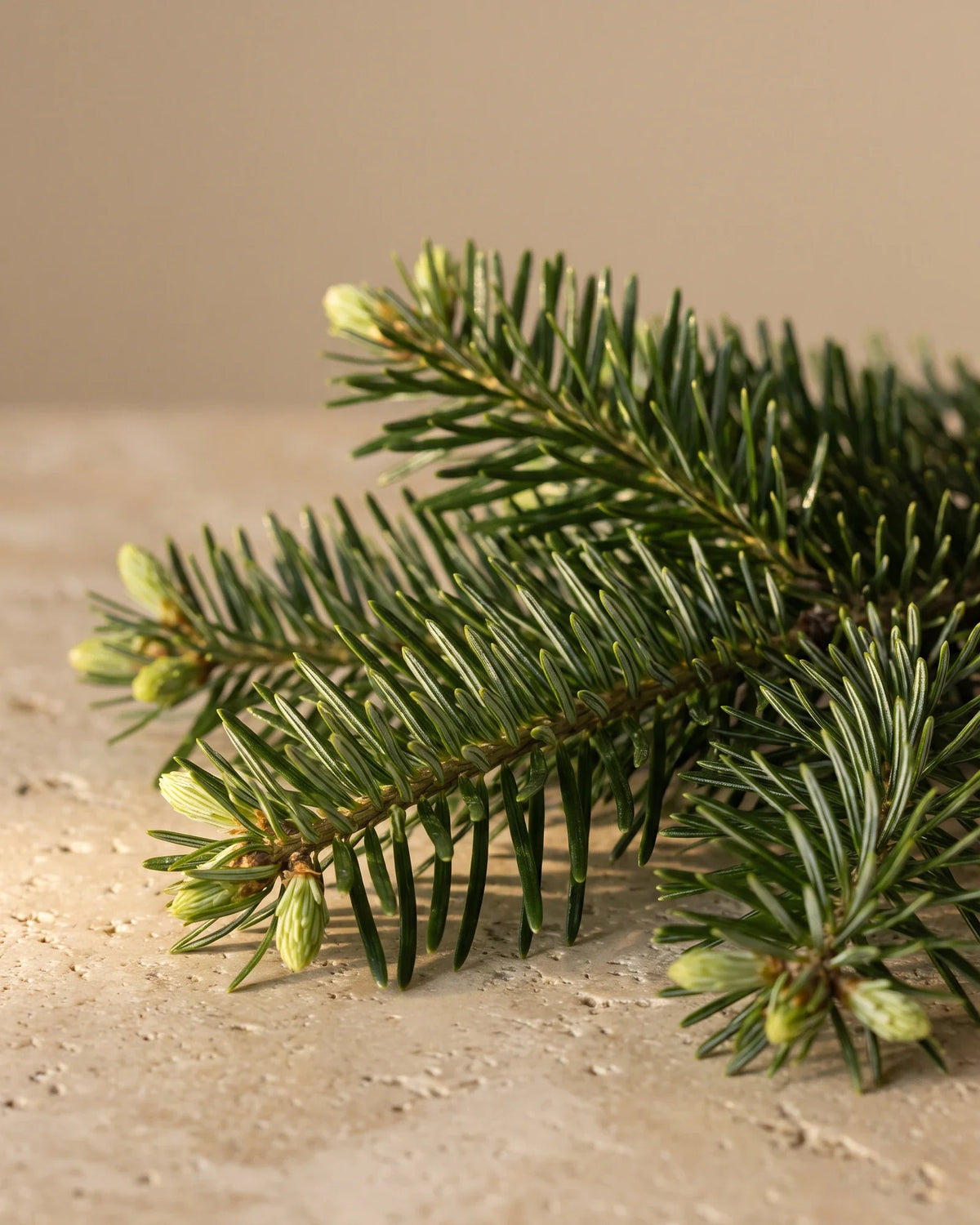 Fresh fir branch tips with bright new growth on warm travertine — the crisp, fresh forest scent of Delune Fir Needle Pure Essential Oil