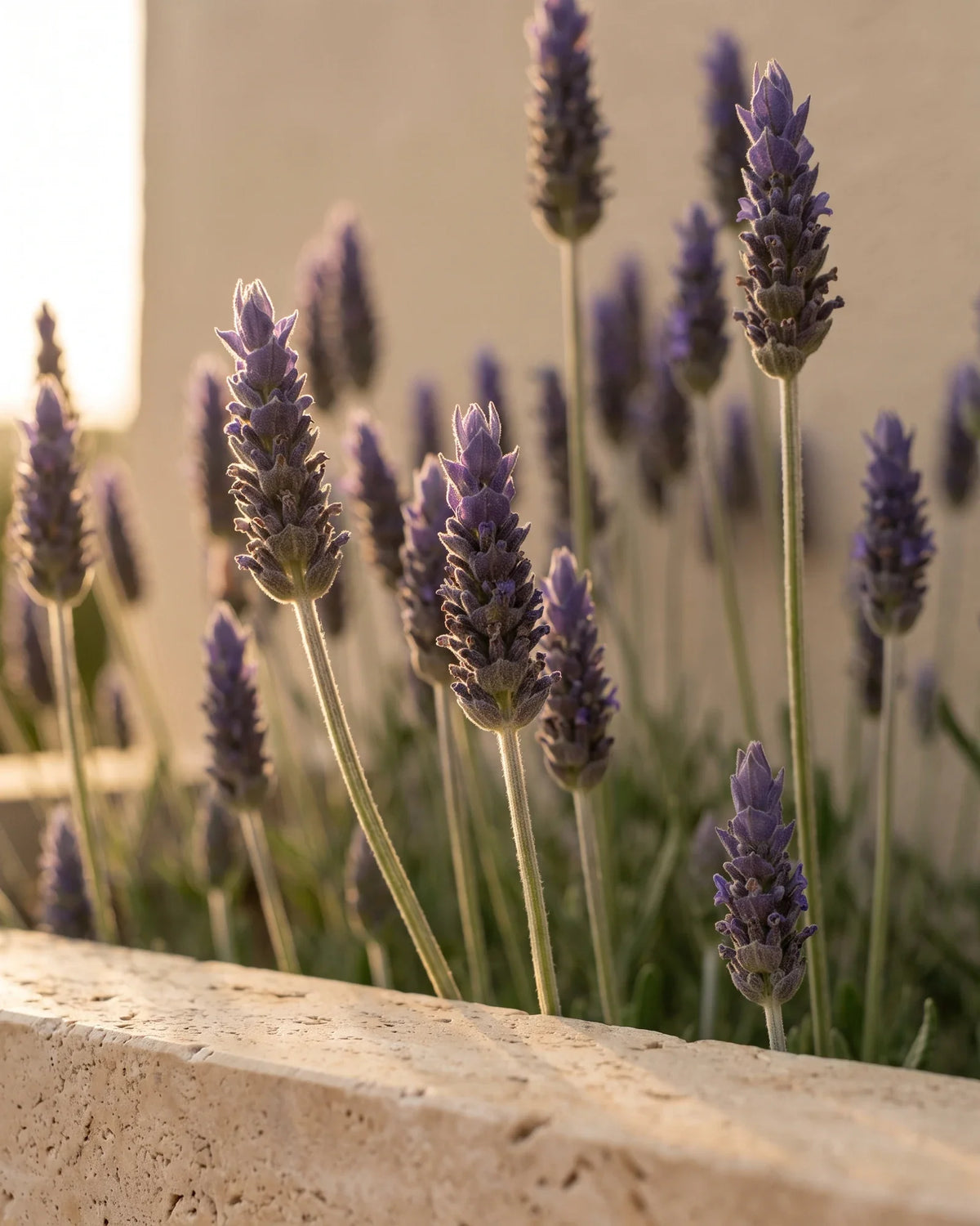 Upright fresh French lavender stems backlit by golden sunlight — the sweet, fresh floral scent of Delune Lavender (French) Pure Essential Oil