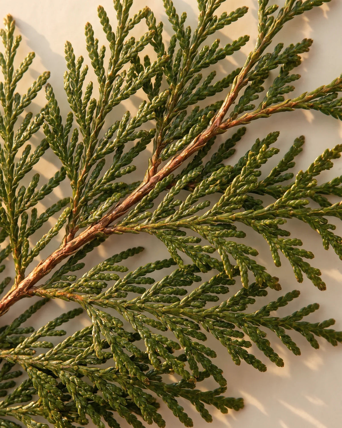 Fresh red cedar fronds with lacy scale leaves seen from above — the sweet, woody scent of Delune Red Cedar Pure Essential Oil