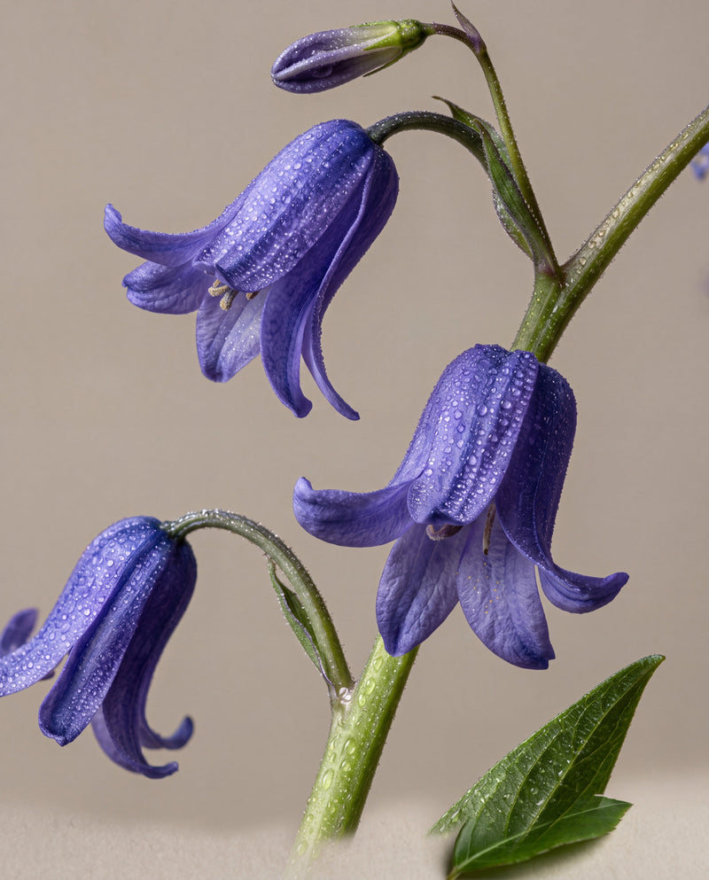 Bluebell Woods scent notes: arching stems of English bluebells