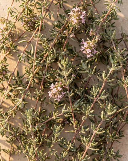 Fresh thyme sprigs with tiny pink flowers seen from above in warm light — the warm, spicy herbal scent of Delune Red Thyme Pure Essential Oil