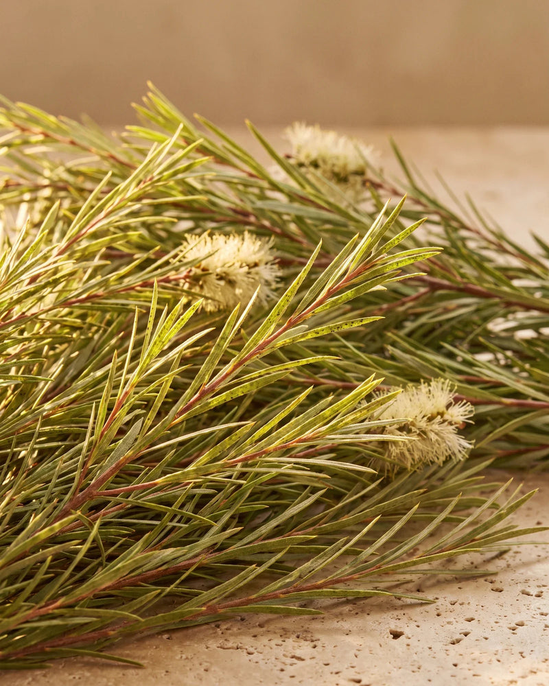 Fresh tea tree (Melaleuca) branches with fine needle leaves and cream bottlebrush flowers on warm travertine — the clean, herbal scent of Delune Tea Tree Pure Essential Oil